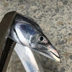 朝マズメの太刀魚爆釣