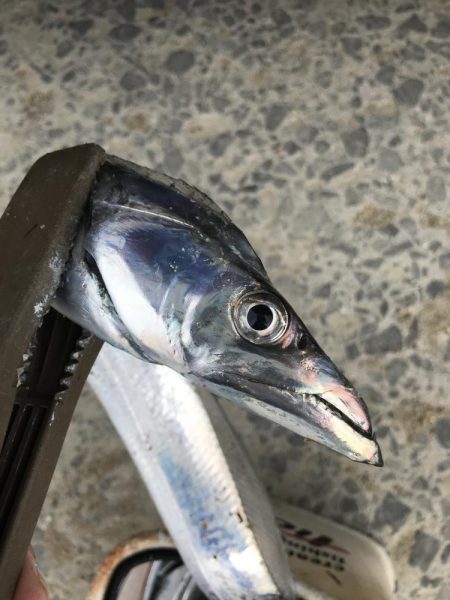 朝マズメの太刀魚爆釣