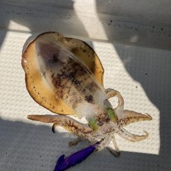 蒲生田沖でティップラン開幕