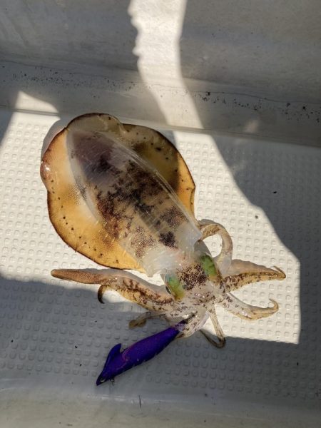 蒲生田沖でティップラン開幕