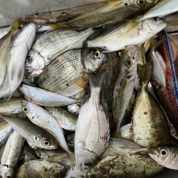 サヨリに会いたくて