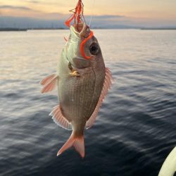 タイラバにタイ