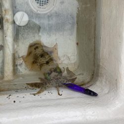 蒲生田沖でアオリイカ