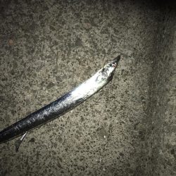 やっときました！