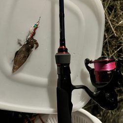 アジングのつもりが