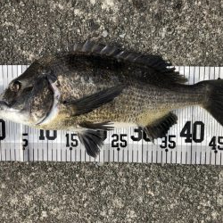 イチノ兄弟、釣果！