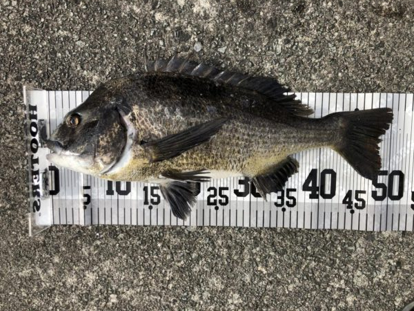 イチノ兄弟、釣果！