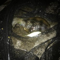 ヤエンでアオリイカGET