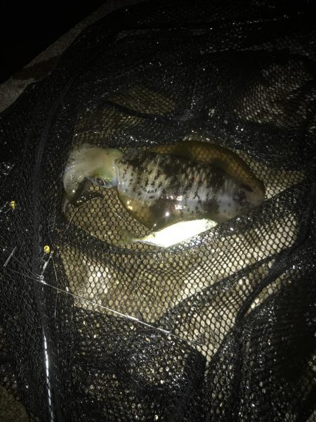 ヤエンでアオリイカGET