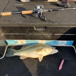 北山田50cm他4匹