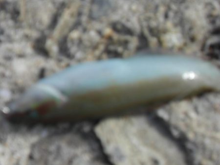 久しぶりの白灯