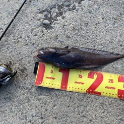 胴突き釣りでまさかの良型のドンコ!!!