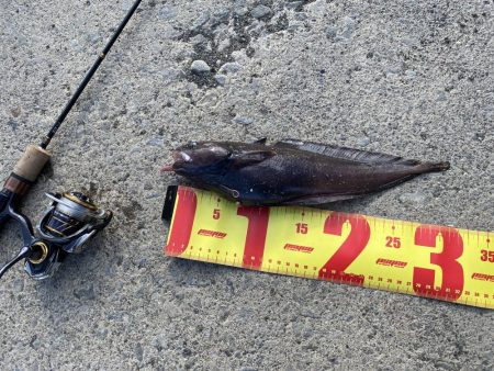 胴突き釣りでまさかの良型のドンコ!!!