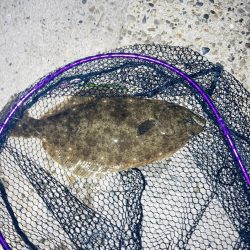 久々の高級魚^_^