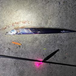 タチウオと青物どこ行った?