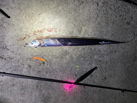 タチウオと青物どこ行った？