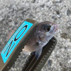 サビキで五目釣り