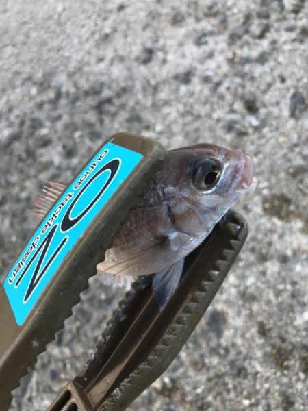 サビキで五目釣り