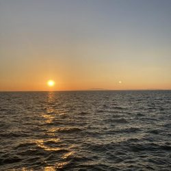 柳の下には２匹目はおらず