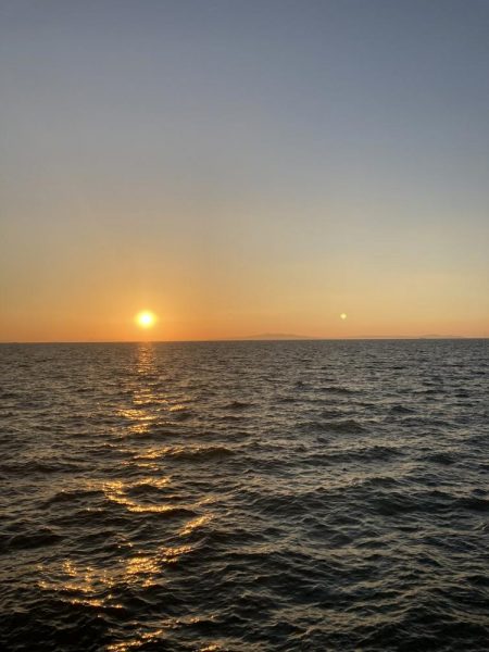 柳の下には２匹目はおらず