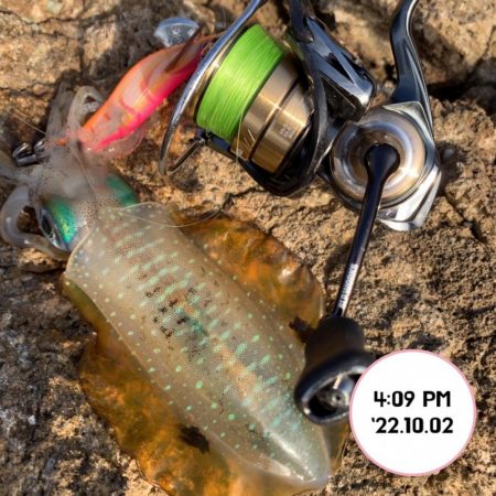 エギング夕まづめ