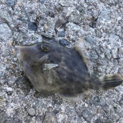 カワハギ釣りにチャレンジ