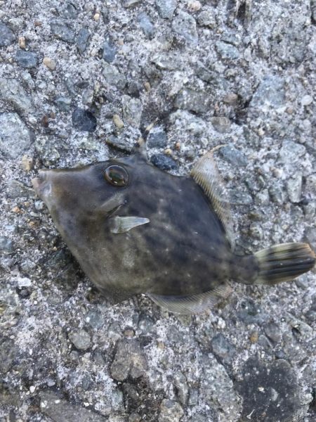 カワハギ釣りにチャレンジ