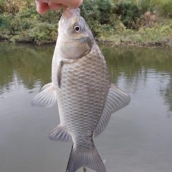 紀ノ川／田井ノ瀬　ヘラブナ釣り　マブナ中心に８枚