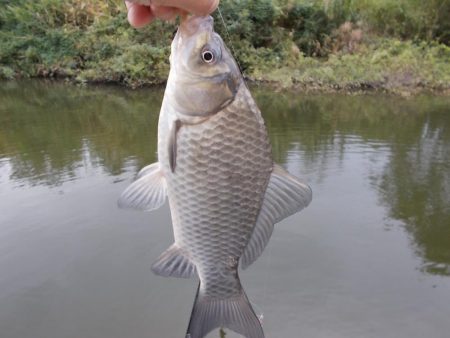 紀ノ川／田井ノ瀬　ヘラブナ釣り　マブナ中心に８枚