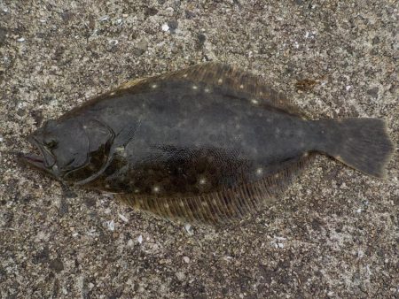 マゴ・ヒラフィッシング その2