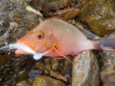 奄美大島　3回目のチャレンジ　その２