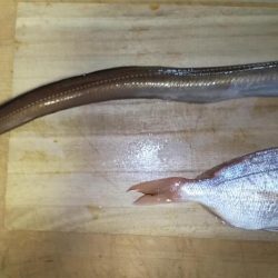 穴子が釣れました