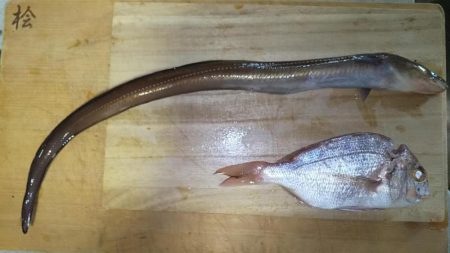 穴子が釣れました