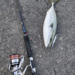 渋いながらもハマチゲット