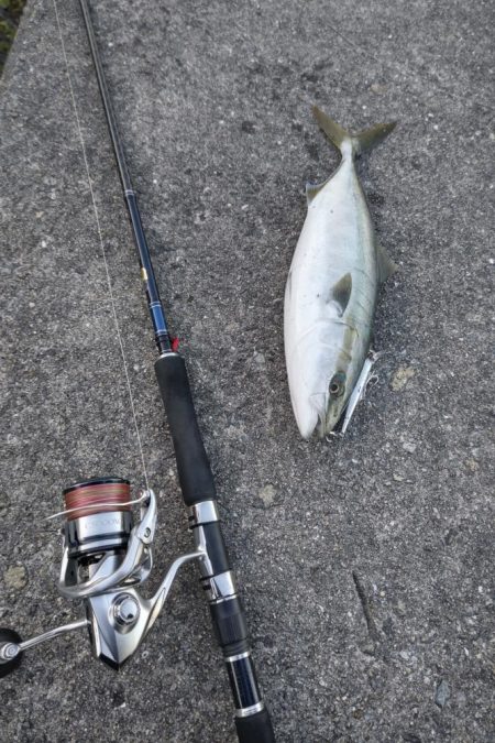 渋いながらもハマチゲット