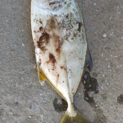 久し振りの……