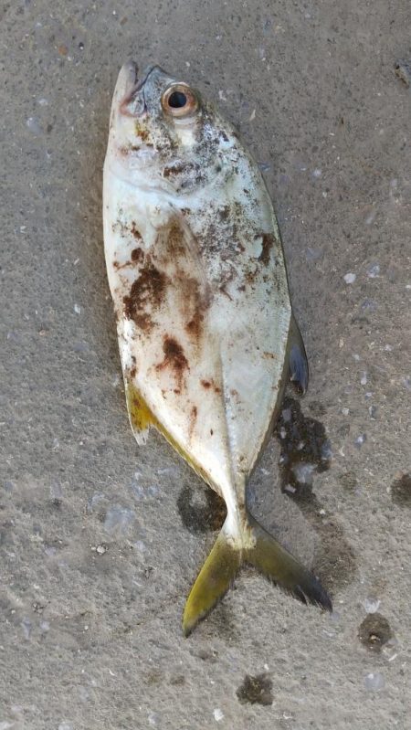 久し振りの……