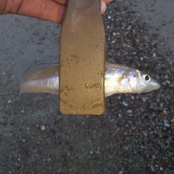 ちょい投げキス