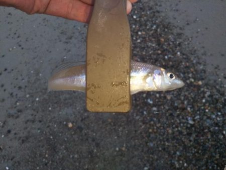 ちょい投げキス