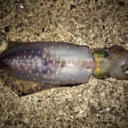 新子の成長が速い