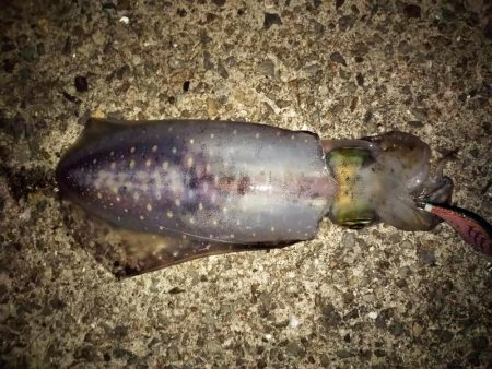 新子の成長が速い