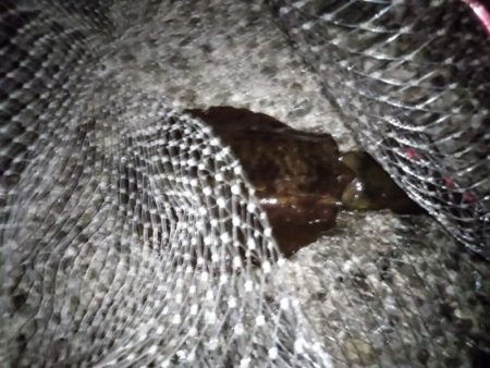 休日はエギング無理・・・