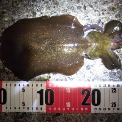 雨が降る前のエギング釣行