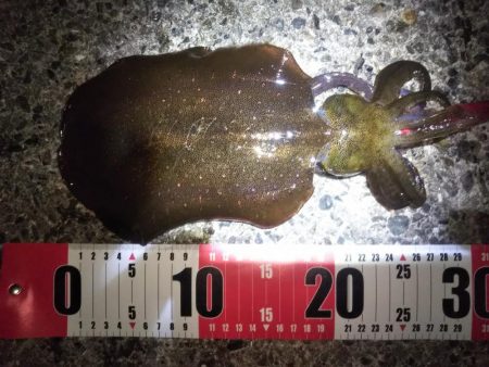 雨が降る前のエギング釣行