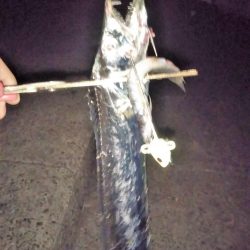 タチウオは何処へ?