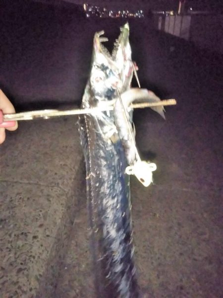 タチウオは何処へ?