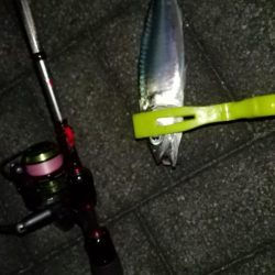 太刀魚とアジの様子を見に近場調査