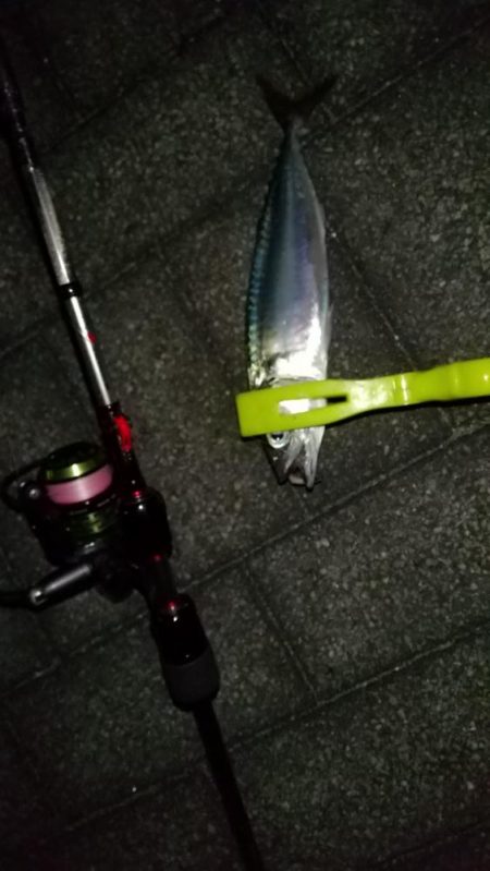 太刀魚とアジの様子を見に近場調査