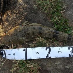 マゴチ、ヒラメ、太刀魚狙い