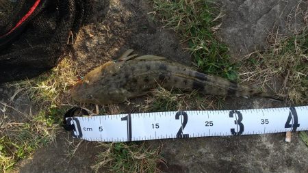 マゴチ、ヒラメ、太刀魚狙い